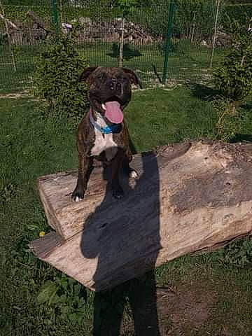 Kayna a rejoint le concours — aidez-le/la à gagner de superbes lots ! canidae, carnivore, collar, companion_dog, dog, dog_breed, dog_collar, fawn, fur, grass, guard_dog, gun_dog, liver, plant, soil, sporting_group, tail, tree, water_dog, working_animal