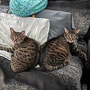 Winnie And Snooki is registered to the contest to win money with this photo: animal, bed, blanket, cat, cozy, cute, domestic_animal, furniture, home, indoor, looking_at_camera, pet, pillow, relaxed, resting, sleeping_area, soft_texture, striped_fur, tabby_cat, two_animals