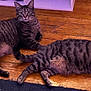 Winnie And Snooki is registered to the contest to win money with this photo: animal, cat, companion, cozy, domestic_cat, ears, eyes, floor, indoor, lying_down, paws, pet, quiet, relaxing, striped_fur, tabby_cat, tail, two_cats, whiskers, wooden_floor