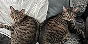 Winnie And Snooki joined the competition — help win amazing prizes! animal, bed, blanket, cat, cozy, curious, cute, domestic_animal, feline, furniture, indoor, looking_at_camera, pet, pillow, resting, sleeping_area, striped, tabby_cat, two_animals, whiskers