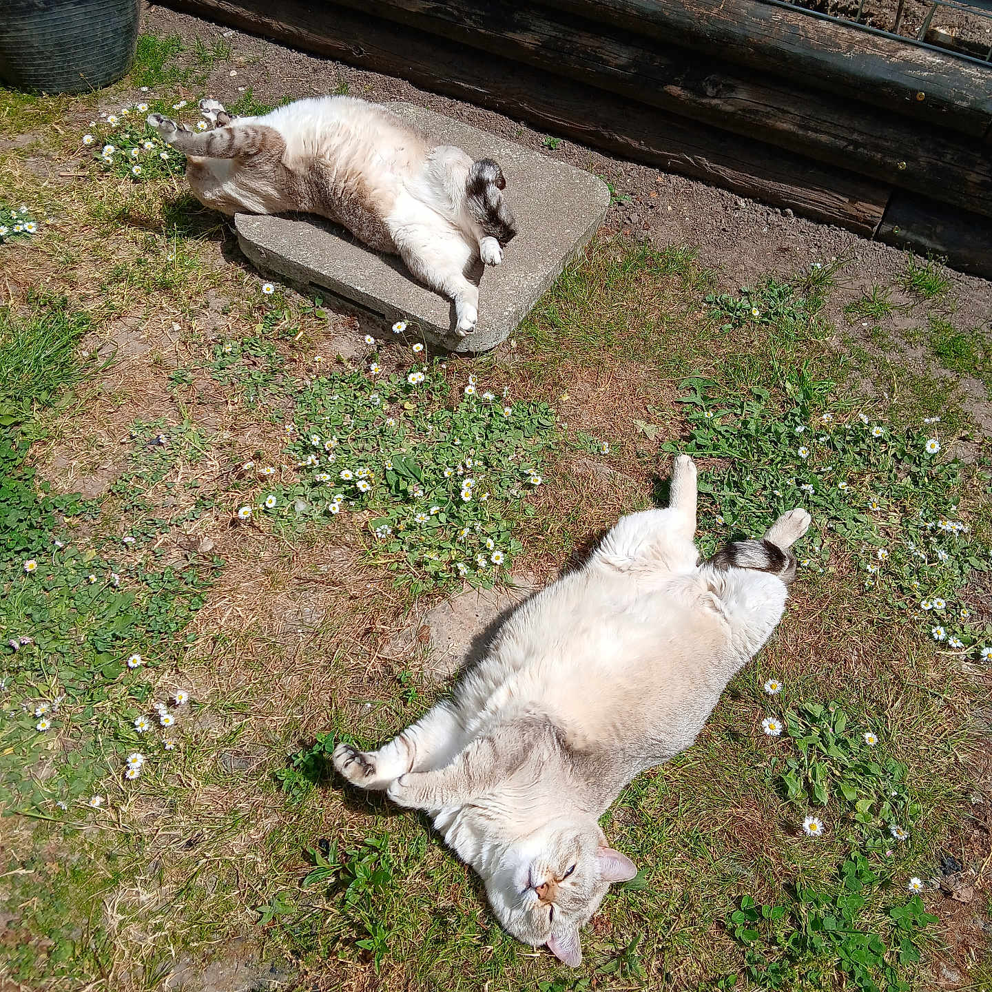 Marley participe au concours pour gagner de l'argent avec cette photo : animal, cat, concrete, daytime, flowers, fur, garden, grass, greenery, lazy, nature, outdoor, pet, playful, relaxing, resting, sunlight, sunny, two_cats, whiskers