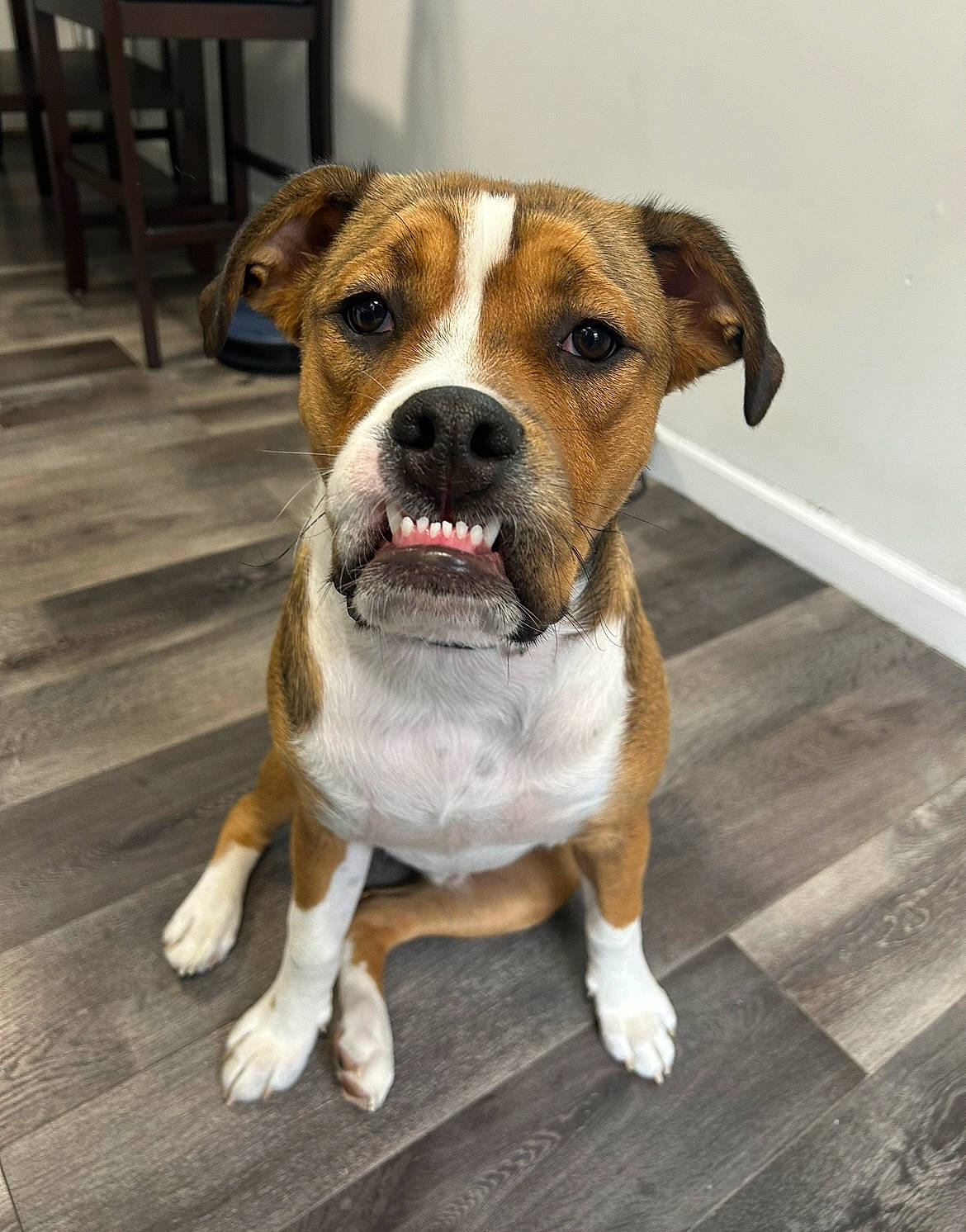 Parlay is registered to the contest to win money with this photo: carnivore, collar, companion_dog, dog, dog_breed, hardwood, non_sporting_group, sporting_group, whiskers, wood, working_animal, working_dog