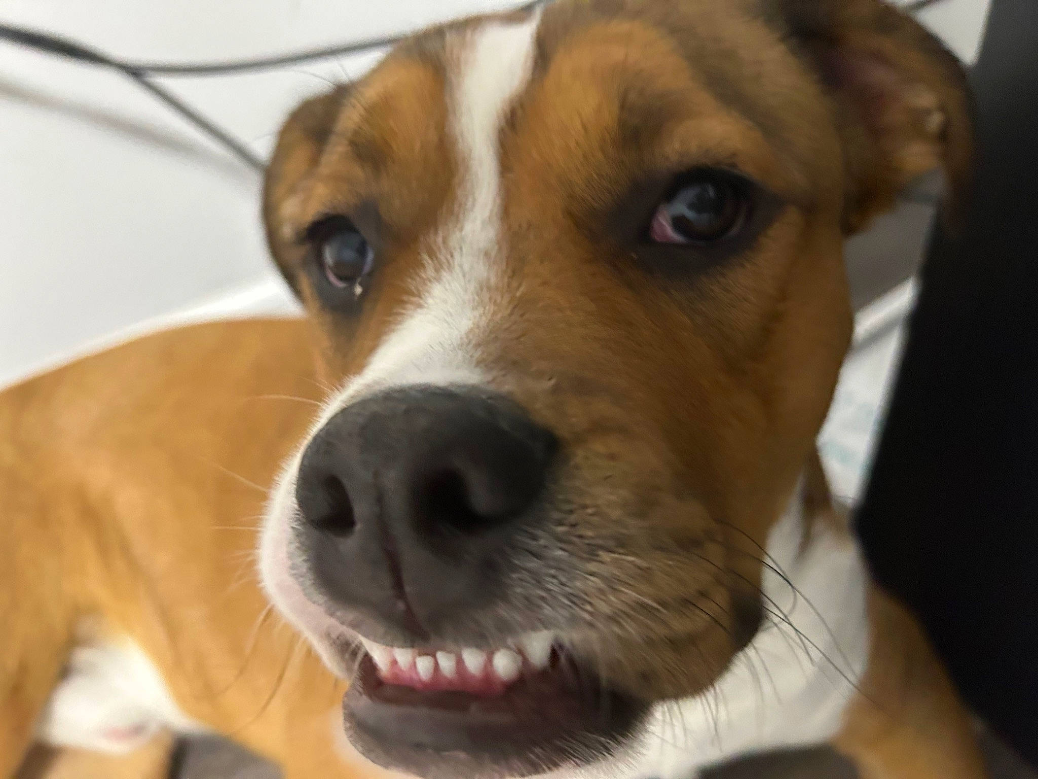 Parlay joined the competition — help win amazing prizes! beagle, canidae, carnivore, collar, companion_dog, dog, dog_breed, ear, fawn, fur, hat, irishjacks, non_sporting_group, puppy, scent_hound, snout, sporting_group, terrestrial_animal, whiskers, working_animal