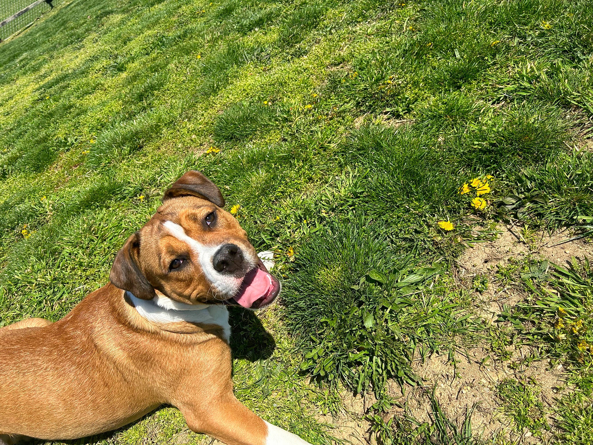 Parlay joined the competition — help win amazing prizes! carnivore, collar, companion_dog, dog, dog_breed, dog_collar, dog_supply, fawn, grass, grassland, groundcover, herbaceous_plant, hound, liver, pasture, pet_supply, plant, prairie, sporting_group, working_animal