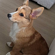 Luna is registered to the contest to win money with this photo: dog, puppy, corgi, pet, animal, ears, fur, sitting, floor, indoor, cute, brown, white, canine, young, companion, attention, house, cozy, portrait