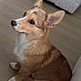 dog, puppy, corgi, pet, animal, ears, fur, sitting, floor, indoor, cute, brown, white, canine, young, companion, attention, house, cozy, portrait