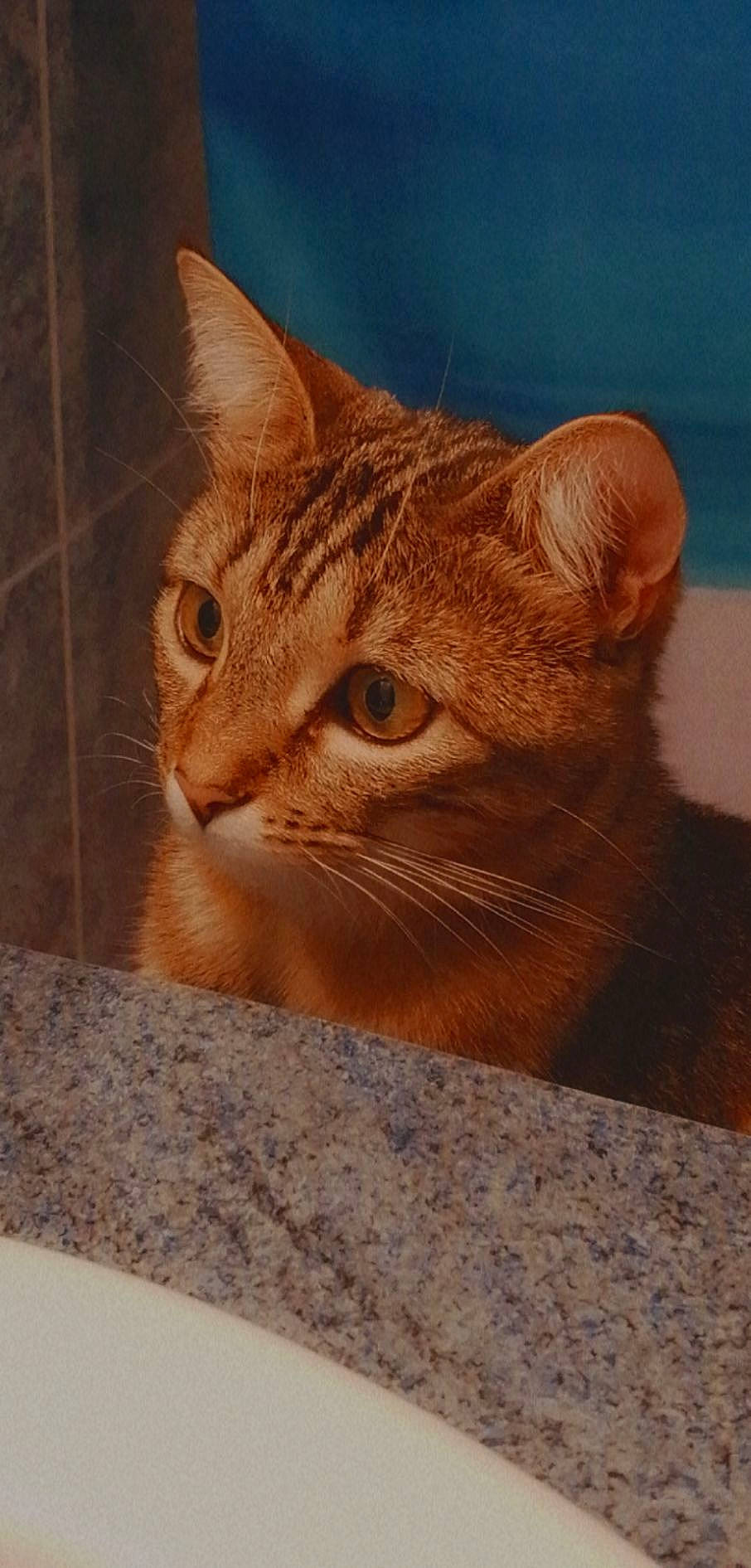 Mia a rejoint le concours — aidez-le/la à gagner de superbes lots ! box, brown, carnivore, cat, domestic_short_haired_cat, door, eye, fawn, felidae, flooring, fur, small_to_medium_sized_cats, snout, terrestrial_animal, whiskers, wildlife, window, wood