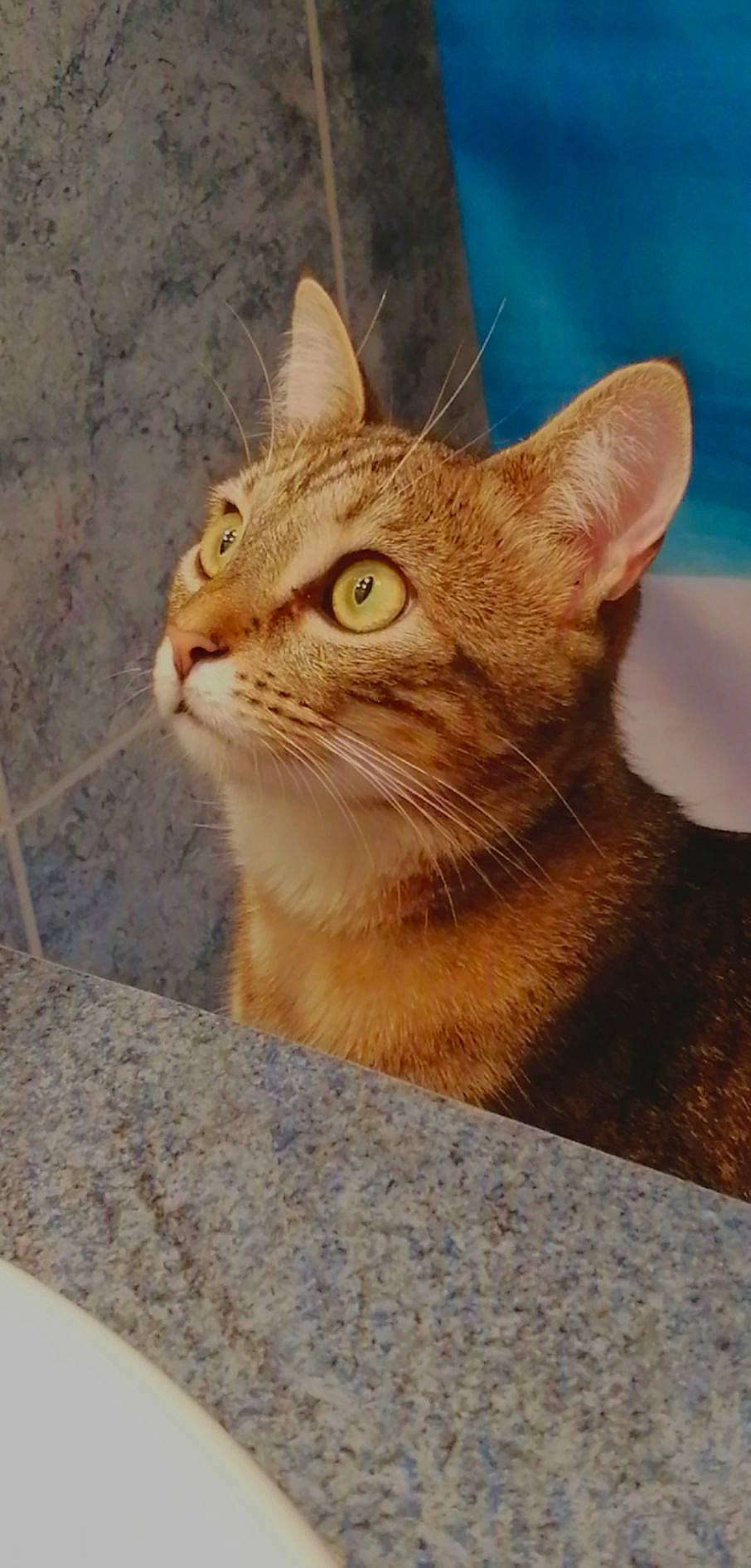 Mia a rejoint le concours — aidez-le/la à gagner de superbes lots ! carnivore, cat, domestic_short_haired_cat, door, eye, fawn, felidae, fur, grass, head, human_body, small_to_medium_sized_cats, snout, terrestrial_animal, tree, whiskers, wildlife, window