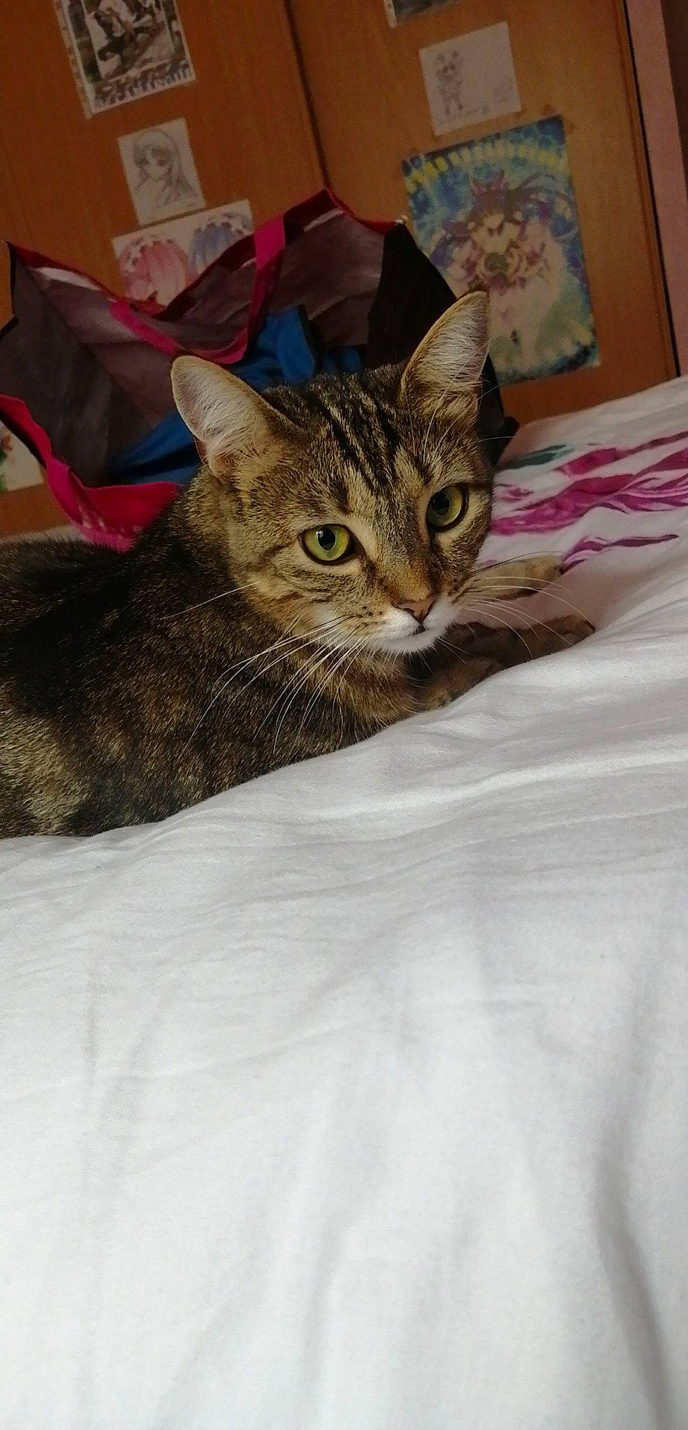 Mia participe au concours pour gagner de l'argent avec cette photo : bag, bed, bedding, carnivore, cat, claw, comfort, domestic_short_haired_cat, felidae, fur, linens, paw, small_to_medium_sized_cats, snout, terrestrial_animal, whiskers