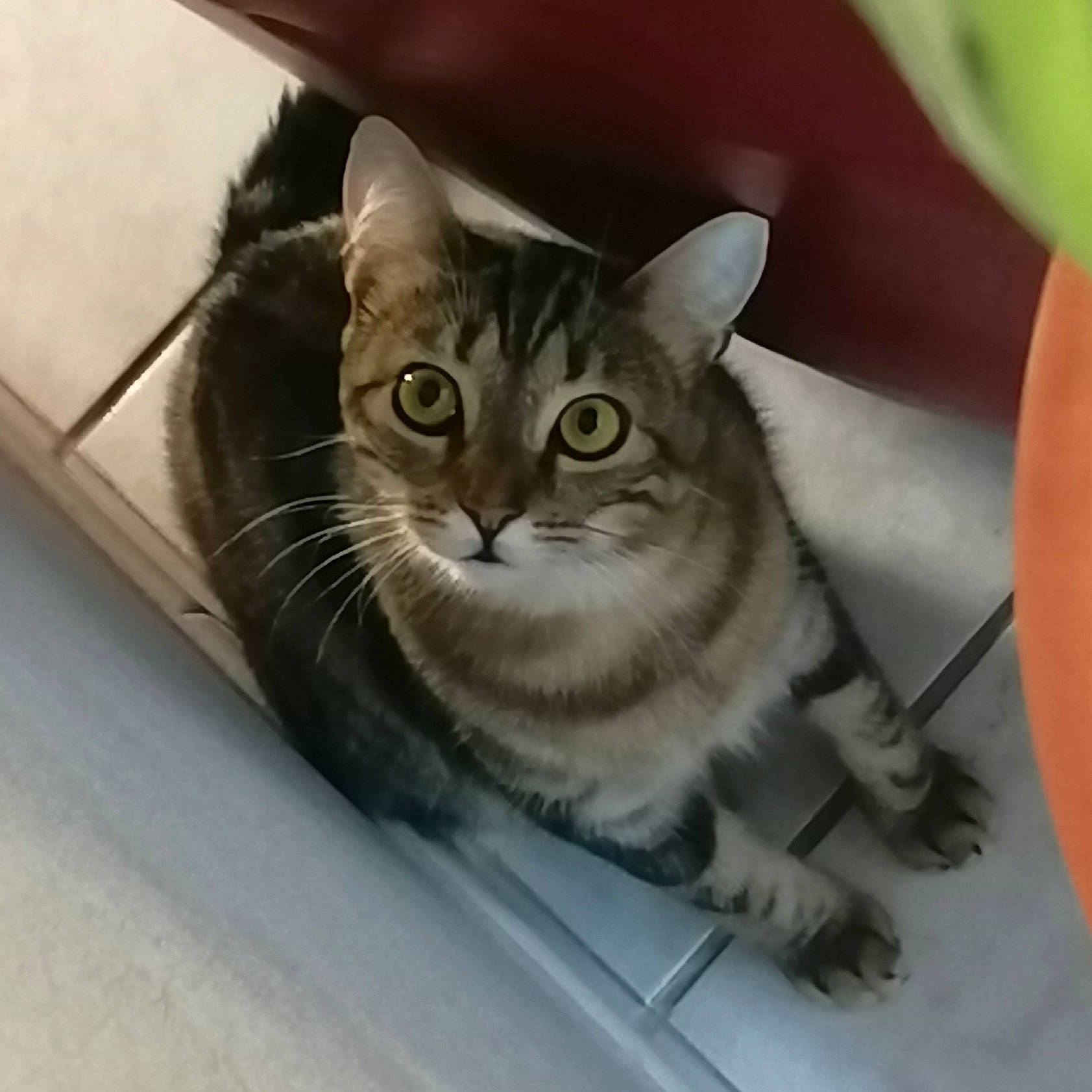 Mia a rejoint le concours — aidez-le/la à gagner de superbes lots ! carnivore, cat, domestic_short_haired_cat, door, felidae, fur, grey, small_to_medium_sized_cats, snout, whiskers, window