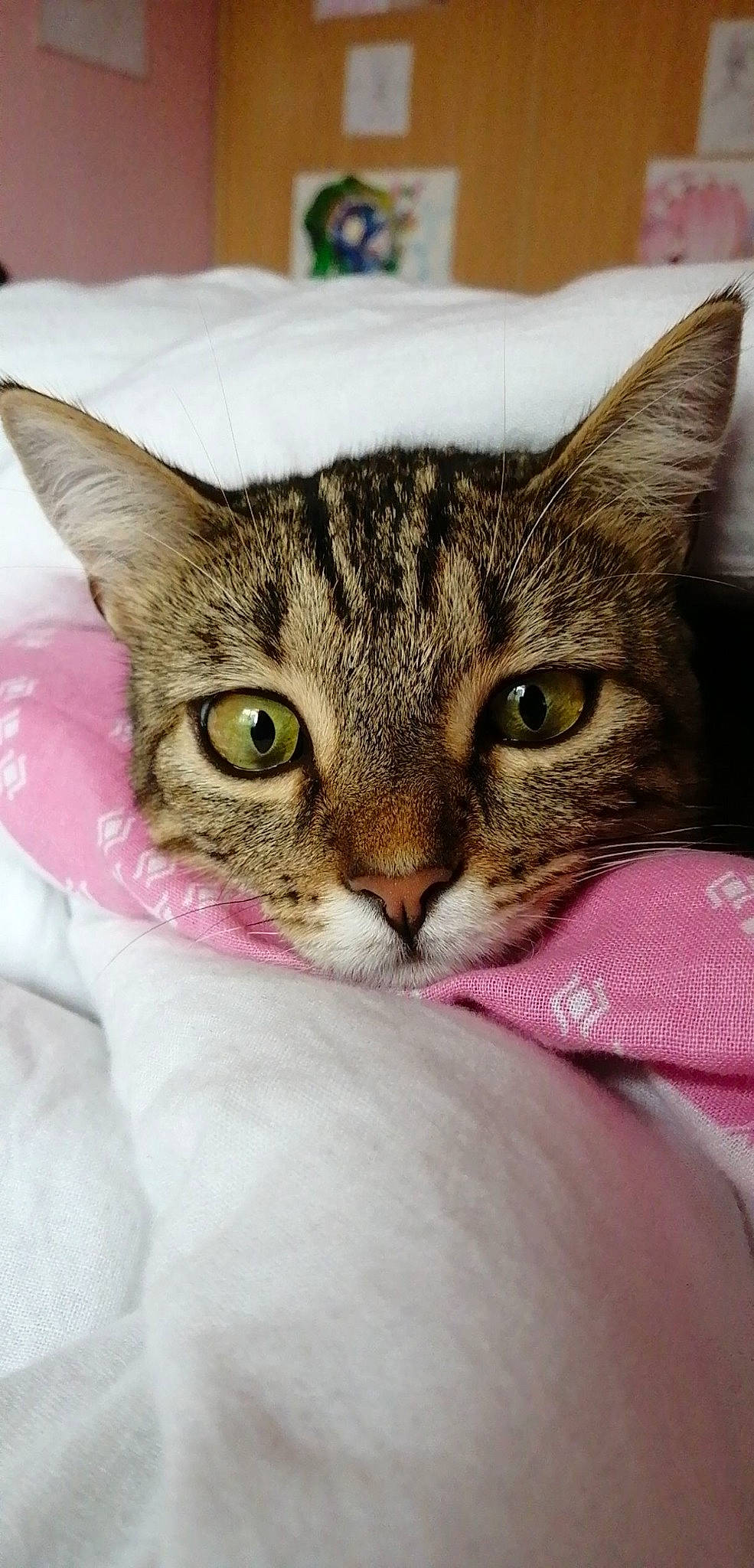 Mia a rejoint le concours — aidez-le/la à gagner de superbes lots ! carnivore, cat, claw, comfort, domestic_short_haired_cat, ear, eye, eyelash, felidae, fur, head, human_body, leg, nap, paw, sleep, small_to_medium_sized_cats, snout, whiskers