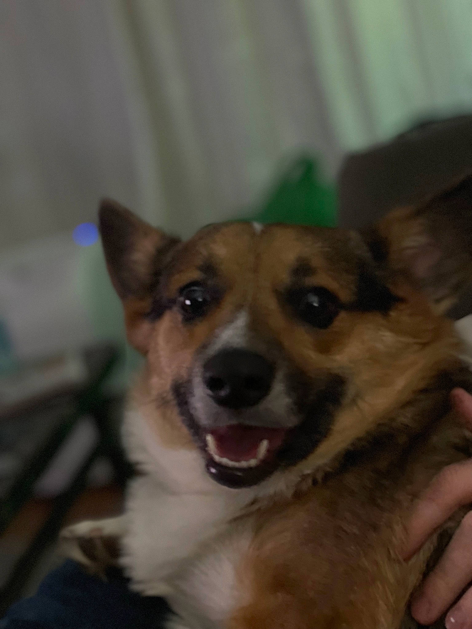 Kilo is registered to the contest to win money with this photo: ancient_dog_breeds, canidae, carnivore, clock, collar, companion_dog, dog, dog_breed, door, ear, fang, fawn, fur, jaw, puppy, snout, sporting_group, terrestrial_animal, whiskers, working_dog