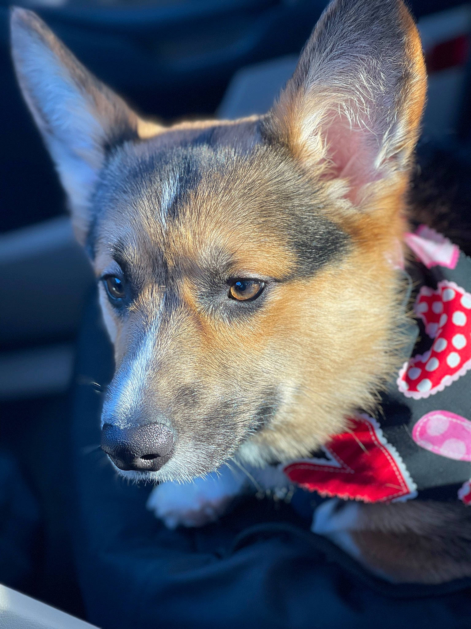 Kilo is registered to the contest to win money with this photo: ancient_dog_breeds, canidae, canis, carnivore, close_up, collar, companion_dog, dog, dog_breed, electric_blue, eye, fawn, fur, snout, sporting_group, terrestrial_animal, whiskers, wildlife, working_animal, working_dog