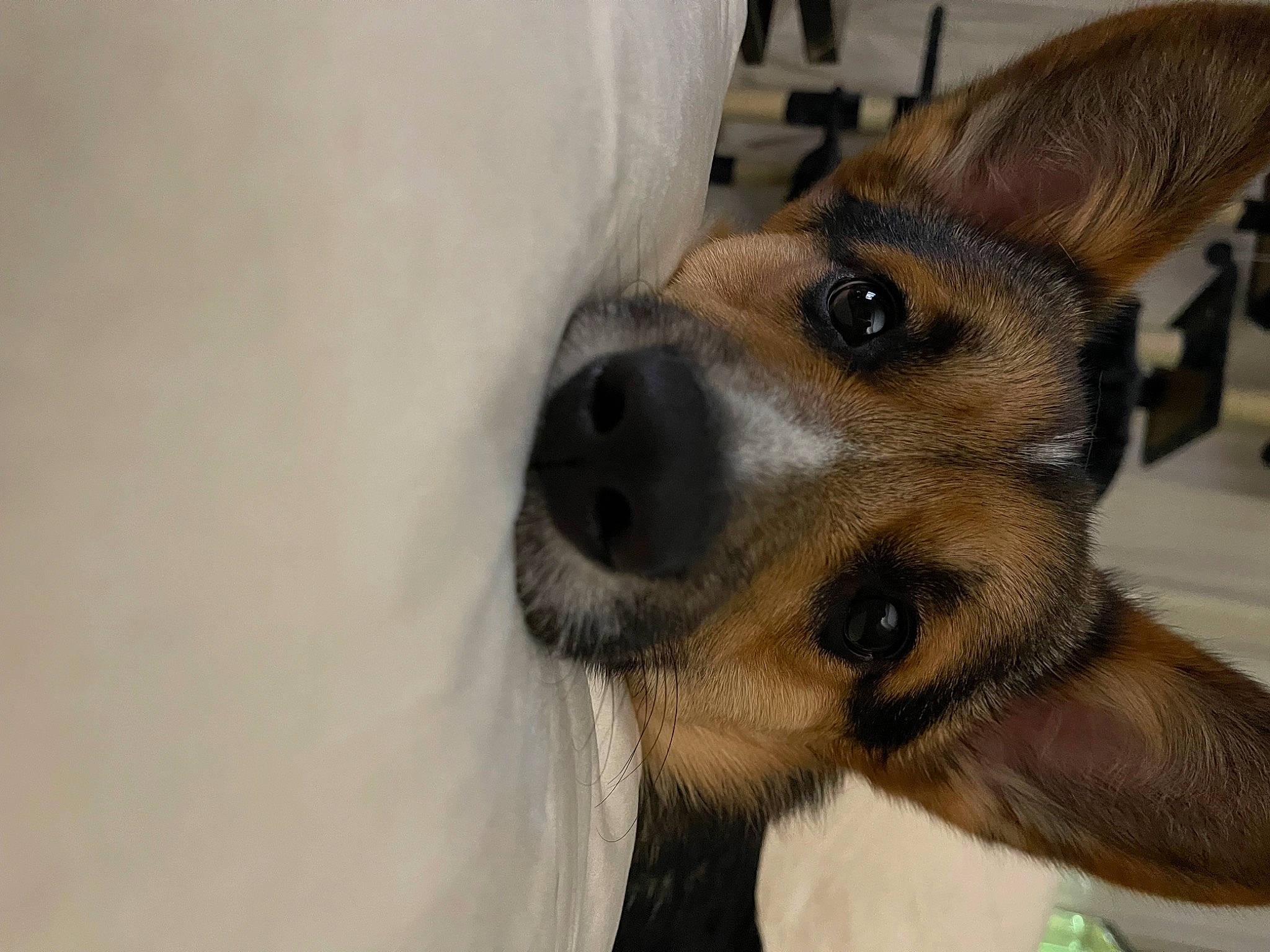 Kilo is registered to the contest to win money with this photo: canidae, carnivore, companion_dog, dog, dog_breed, ear, fawn, fur, paw, puppy, snout, sporting_group, street_dog, terrestrial_animal, whiskers, working_animal, working_dog