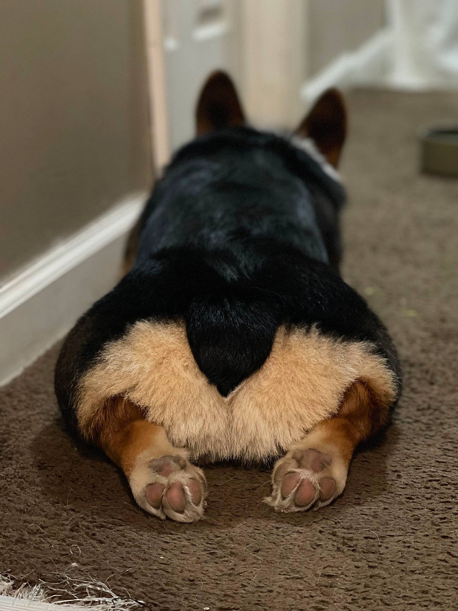 Kilo joined the competition — help win amazing prizes! carnivore, claw, collar, comfort, companion_dog, dog, dog_breed, dog_supply, ear, fawn, fur, guard_dog, nap, paw, snout, tail, terrestrial_animal, terrier, whiskers, working_animal