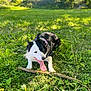 animal, black_and_white, canine, daylight, dog, grass, greenery, happy, harness, mammal, nature, outdoor, panting, park, pet, playful, stick, summer, sunlight, tongue_out