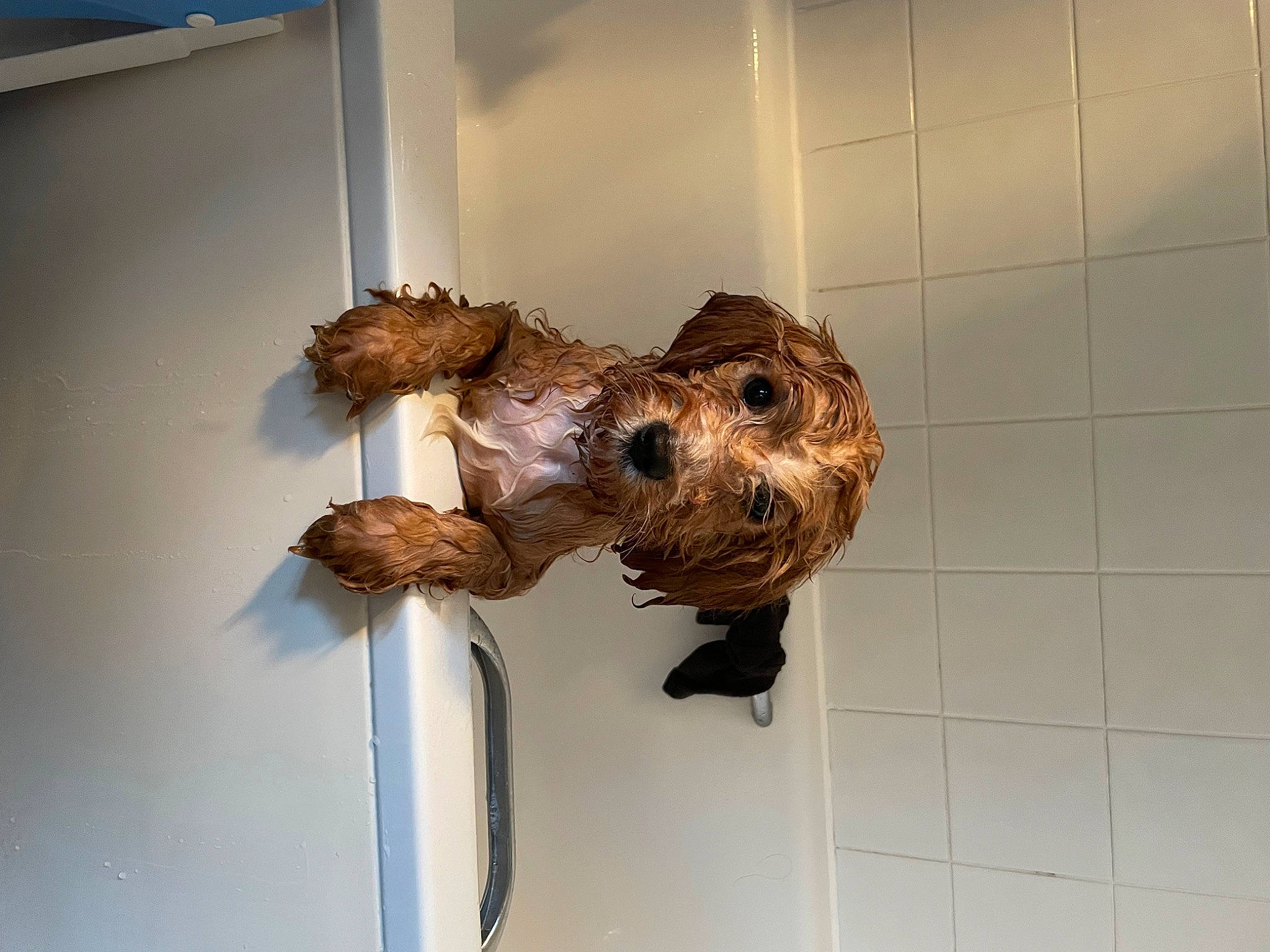 Poppy is registered to the contest to win money with this photo: art, artifact, carnivore, ceiling, dog_breed, door_handle, fur, liver, natural_material, pet_supply, sculpture, sporting_group, tail, wood, working_animal