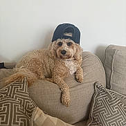 Poppy is registered to the contest to win money with this photo: animal, beige, canine, cap, casual, comfort, couch, curly_fur, dog, domestic_animal, fur, hat, household, indoor, living_room, pet, pillow, relaxed, resting, sofa