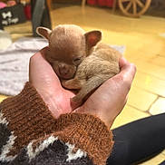 Breezy joined the competition — help win amazing prizes! puppy, dog, sleeping_puppy, hands, human_hand, sweater, sweater_sleeve, wooden_floor, indoor, cozy, tiny, newborn, blanket, towel, close_up, cute, warm_lighting, background_blur, wheel, pet