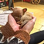 puppy, dog, sleeping_puppy, hands, human_hand, sweater, sweater_sleeve, wooden_floor, indoor, cozy, tiny, newborn, blanket, towel, close_up, cute, warm_lighting, background_blur, wheel, pet