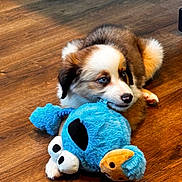 Amora is registered to the contest to win money with this photo: puppy, dog, blue_eyes, stuffed_toy, plush_toy, wooden_floor, indoor, pet, cute, playful, animal, fur, small_dog, chewing, brown_fur, white_fur, toy, nose, ears, lying_down