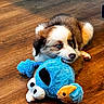 puppy, dog, blue_eyes, stuffed_toy, plush_toy, wooden_floor, indoor, pet, cute, playful, animal, fur, small_dog, chewing, brown_fur, white_fur, toy, nose, ears, lying_down