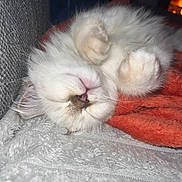 Angel a rejoint le concours — aidez-le/la à gagner de superbes lots ! kitten, cat, sleeping, fluffy, white_fur, paws, blanket, cozy, cute, indoor, resting, pet, fur, soft, nap, closeup, animal, feline, comfort, relaxation