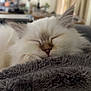 cat, sleeping, fluffy, white_cat, pet, indoor, blanket, cozy, fur, resting, cute, animal, close_up, face, whiskers, napping, domestic_cat, soft, relaxing, feline