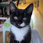 Cupid is registered to the contest to win money with this photo: animal, background_blur, black_and_white, cat, cozy, curious, domestic, ears, face, feline, household, indoor, kitchen, kitten, paws, pet, sitting, tuxedo_cat, whiskers, young