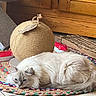 Azur a rejoint le concours — aidez-le/la à gagner de superbes lots ! cat, fluffy, white_cat, indoor, rug, braided_rug, toy, cat_toy, wooden_furniture, relaxed, pet, floor, tile_floor, cozy, laying_down, domestic_animal, home, feline, quiet, resting