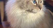 Azur participe au concours pour gagner de l'argent avec cette photo : animal, beautiful, blue_eyes, calm, cat, close_up, cute, domestic_cat, feline, fluffy, fur, indoor, looking_away, mammal, pet, portrait, side_view, sitting, soft, whiskers