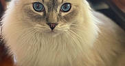 Azur participe au concours pour gagner de l'argent avec cette photo : cat, blue_eyes, fluffy, indoor, pet, feline, close_up, portrait, whiskers, ears, soft_fur, animal, sitting, cute, domestic_cat, looking_at_camera, wooden_floor, furniture, cozy, focused