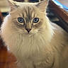 cat, blue_eyes, fluffy, indoor, pet, feline, close_up, portrait, whiskers, ears, soft_fur, animal, sitting, cute, domestic_cat, looking_at_camera, wooden_floor, furniture, cozy, focused