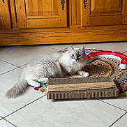 Azur participe au concours pour gagner de l'argent avec cette photo : cat, fluffy_cat, blue_eyes, indoor, rug, braided_rug, cardboard_scratch_pad, cat_toy, floor_tile, wooden_cabinet, pet, relaxed, laying_down, fur, whiskers, playful, domestic_cat, animal, home_interior, cute