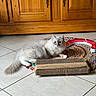 cat, fluffy_cat, blue_eyes, indoor, rug, braided_rug, cardboard_scratch_pad, cat_toy, floor_tile, wooden_cabinet, pet, relaxed, laying_down, fur, whiskers, playful, domestic_cat, animal, home_interior, cute