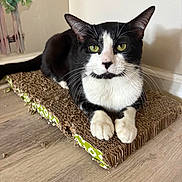 Logan is registered to the contest to win money with this photo: black_and_white, cardboard_scratch_pad, cat, domestic_animal, feline, flower, fur, green_eyes, household, indoor, looking_at_camera, painting, paws, pet, plant, relaxed, scratched, wall, whiskers, wooden_floor