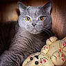 animal, cat, close_up, cozy, cushion, ears, fabric_dolls, fur, golden_eyes, gray_cat, handmade_toys, indoor, pet, photography, portrait, staring, stuffed_toys, tongue_peek, whiskers, wooden_background