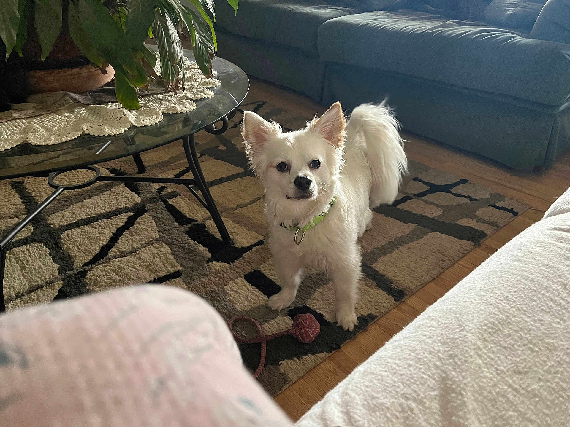 Toby is registered to the contest to win money with this photo: dog, white_dog, pet, living_room, rug, sofa, coffee_table, plant, wooden_floor, toy, curious, indoor, fur, collar, tail, furniture, home, domestic_animal, floor, decor