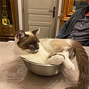 Bart a rejoint le concours — aidez-le/la à gagner de superbes lots ! cat, bowl, table, indoor, furniture, person, domestic, relaxed, pet, curled_up, gray, white, fur, tail, ears, whiskers, metal, casual, home, seated