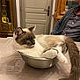 cat, bowl, table, indoor, furniture, person, domestic, relaxed, pet, curled_up, gray, white, fur, tail, ears, whiskers, metal, casual, home, seated