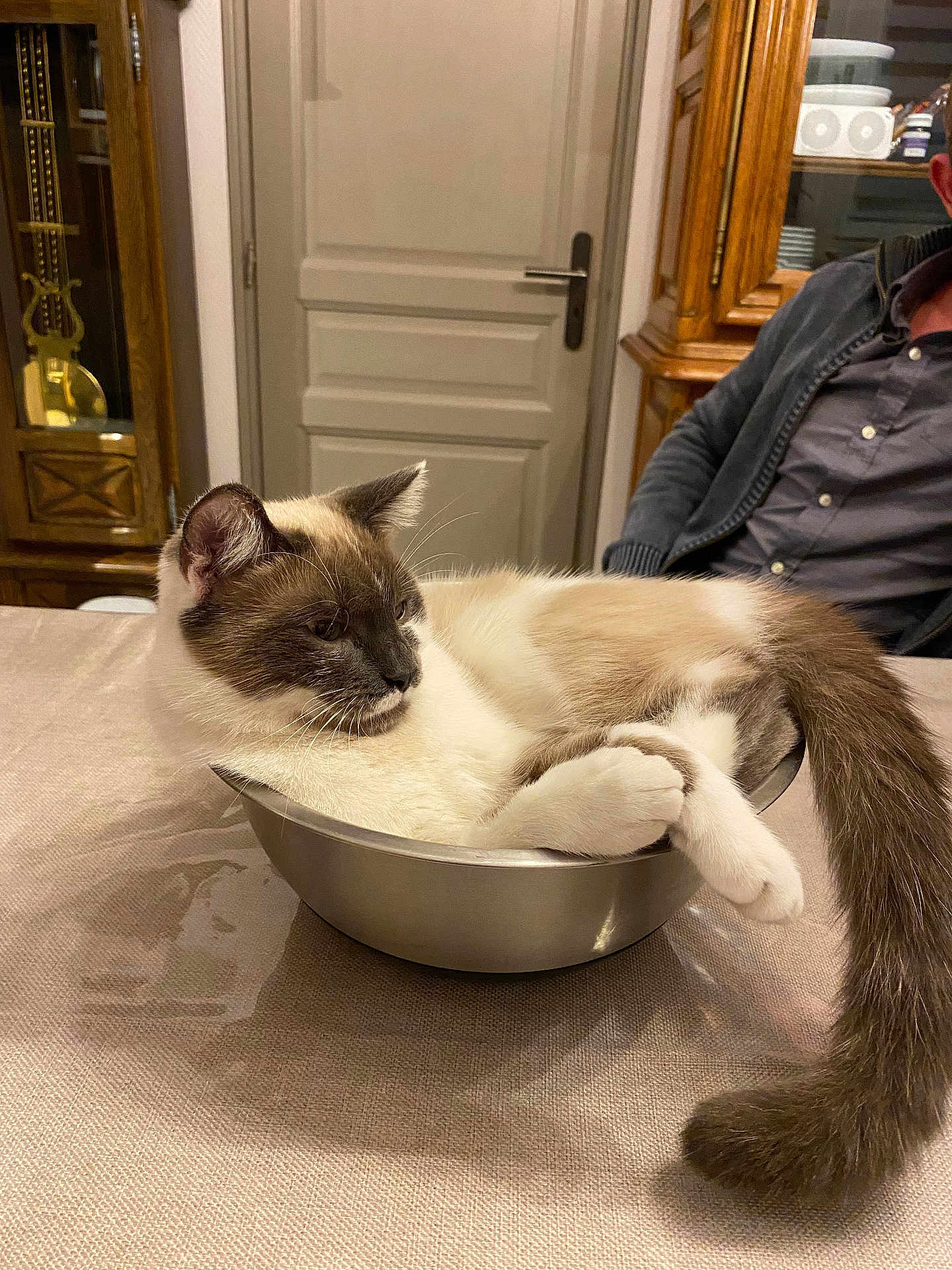 Bart a rejoint le concours — aidez-le/la à gagner de superbes lots ! cat, bowl, table, indoor, furniture, person, domestic, relaxed, pet, curled_up, gray, white, fur, tail, ears, whiskers, metal, casual, home, seated