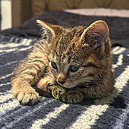 Ziggy joined the competition — help win amazing prizes! kitten, cat, tabby, pet, animal, feline, paw, bell, collar, bed, blanket, striped, indoor, cute, young, fur, whiskers, relaxed, sunlight, closeup