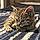 Ziggy