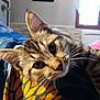 Aya participe au concours pour gagner de l'argent avec cette photo : cat, tabby, closeup, pet, animal, whiskers, ears, eyes, fur, bed, blanket, indoor, cozy, window, wall, home, curious, portrait, soft_light, pattern