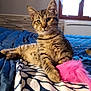 Aya a rejoint le concours — aidez-le/la à gagner de superbes lots ! kitten, tabby, cat, pet, indoor, bed, blanket, toy, pink_toy, fuzzy_toy, window, curious, relaxed, animal, feline, striped, cozy, soft_light, resting, young_cat