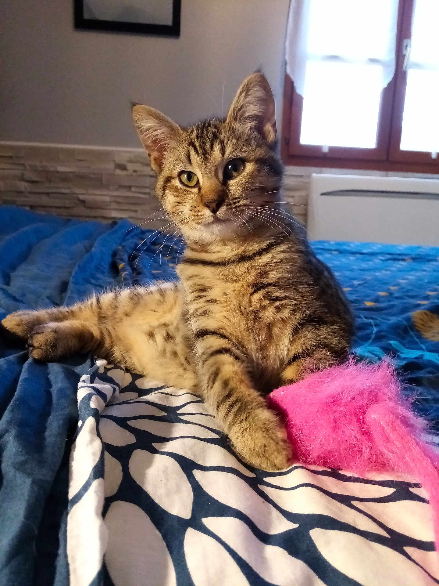 Aya a rejoint le concours — aidez-le/la à gagner de superbes lots ! kitten, tabby, cat, pet, indoor, bed, blanket, toy, pink_toy, fuzzy_toy, window, curious, relaxed, animal, feline, striped, cozy, soft_light, resting, young_cat