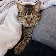 Aya a rejoint le concours — aidez-le/la à gagner de superbes lots ! cat, tabby_cat, blanket, cozy, sleepy, fur, paw, pet, indoor, resting, cushion, soft, gray, white, striped, animal, cute, comfort, relaxation, feline