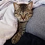 cat, tabby_cat, blanket, cozy, sleepy, fur, paw, pet, indoor, resting, cushion, soft, gray, white, striped, animal, cute, comfort, relaxation, feline