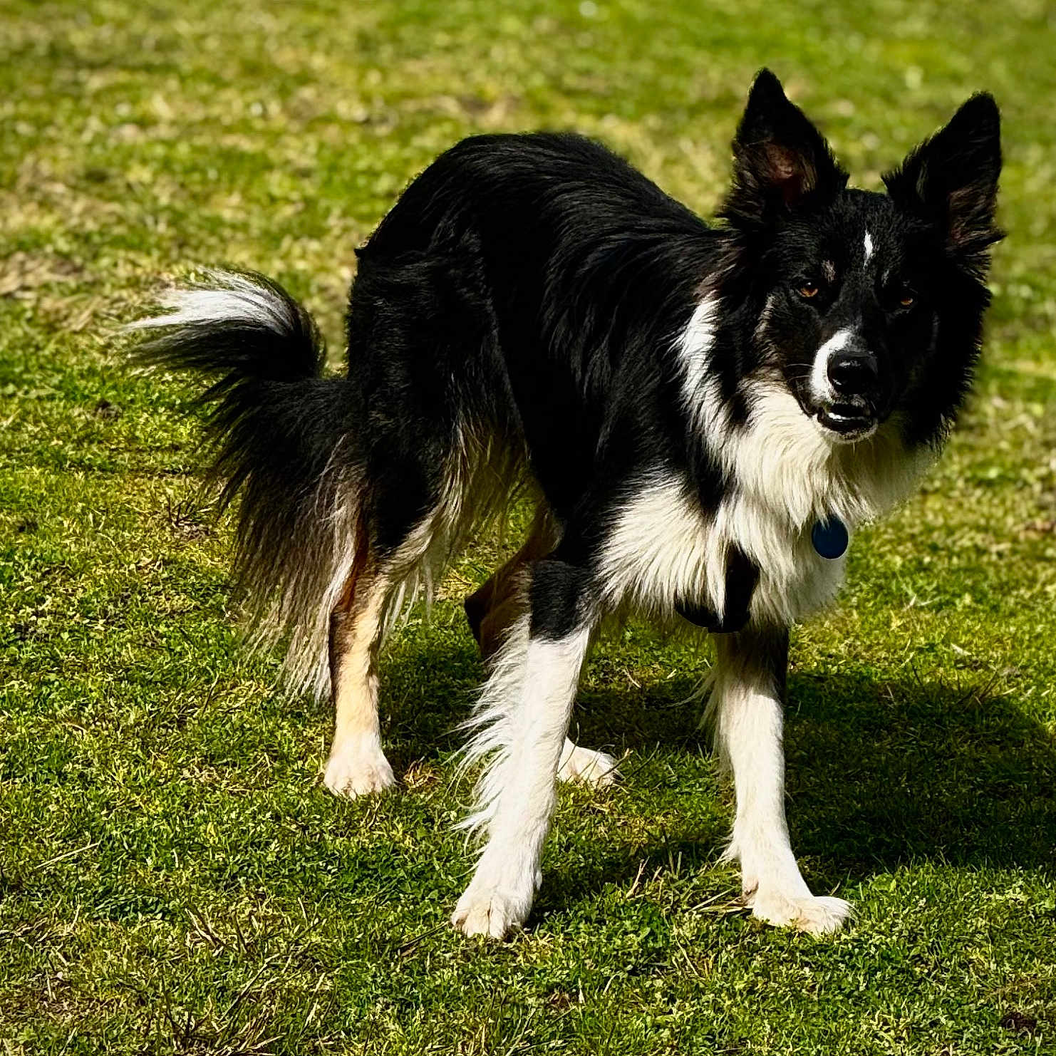 Tylor a rejoint le concours — aidez-le/la à gagner de superbes lots ! animal, backyard, canine, cockerspaniel, collie, dog, field, grass, grassland, green, husky, lawn, nature, outdoors, papillon, park, pet, plant, puppy, yard