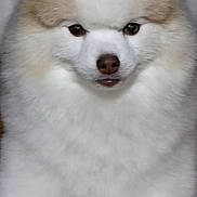 Muneco is registered to the contest to win money with this photo: adorable, animal, brown, closeup, companion, cute, dog, domestic_animal, face, fluffy, fur, indoor, laying_down, looking_at_camera, pet, pomeranian, portrait, small_dog, white, wooden_floor